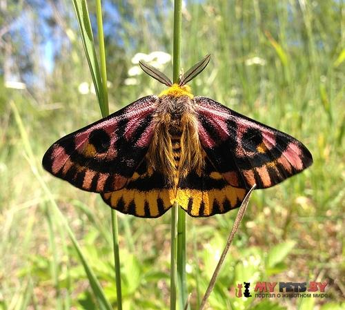 Hemileuca eglanterina