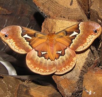 Callosamia angulifera