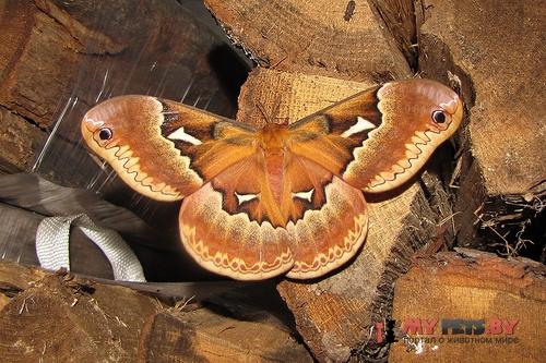 Callosamia angulifera