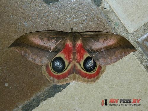 Automeris metzli