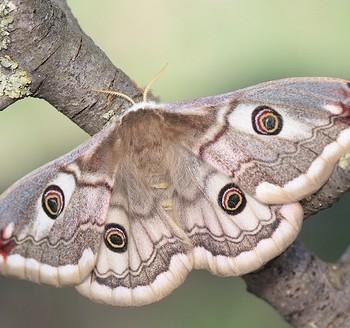 Saturnia pavoniella