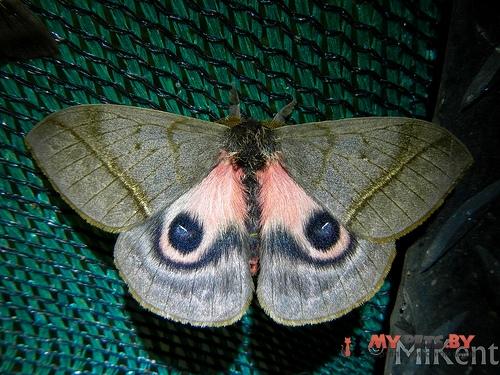 Automeris pallidor