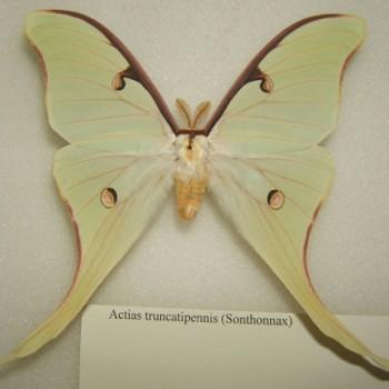 actias truncatipennis