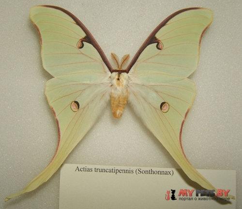 Actias truncatipennis