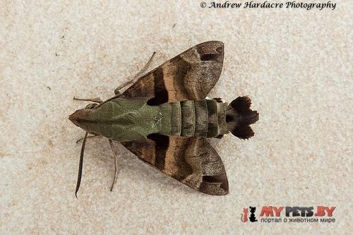 Macroglossum heliophila