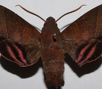 Pachygonidia hopfferi