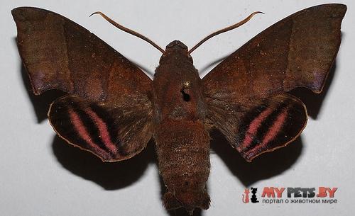 Pachygonidia hopfferi