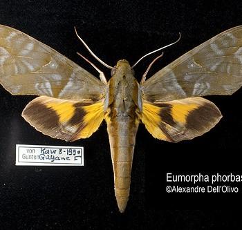 Eumorpha phorbas