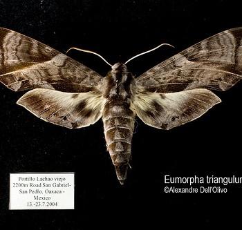 Eumorpha triangulum