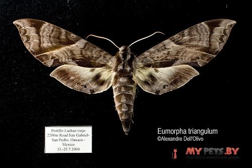 Eumorpha triangulum