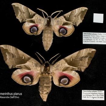 Smerinthus planus