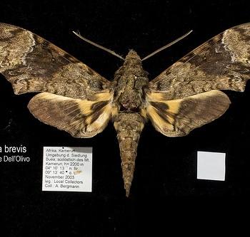 Coelonia brevis