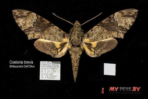 Coelonia brevis