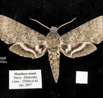 Manduca mossi