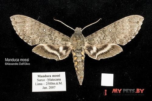 Manduca mossi
