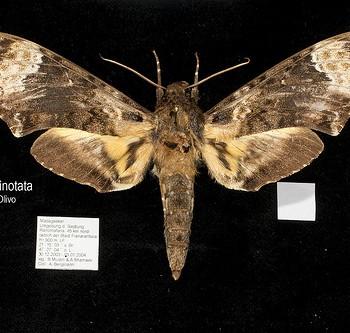 Coelonia fulvinotata