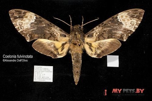 Coelonia fulvinotata
