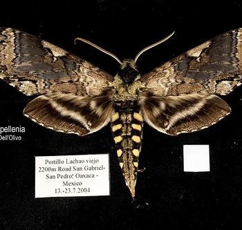 Manduca pellenia
