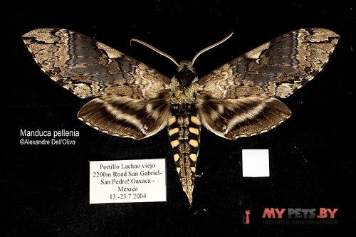 Manduca pellenia