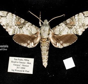 Manduca vestalis