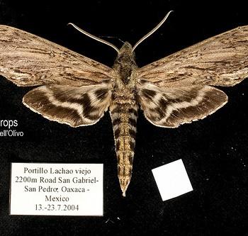 Sphinx merops