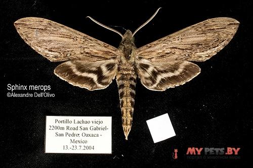 Sphinx merops