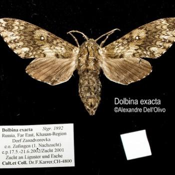 Dolbina exacta
