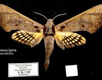 Adhemarius tigrina