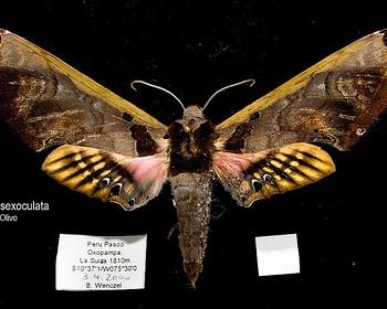 Adhemarius sexoculata