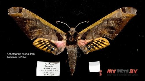 Adhemarius sexoculata