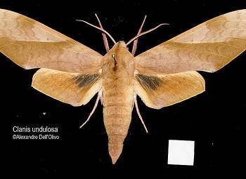 Clanis undulosa