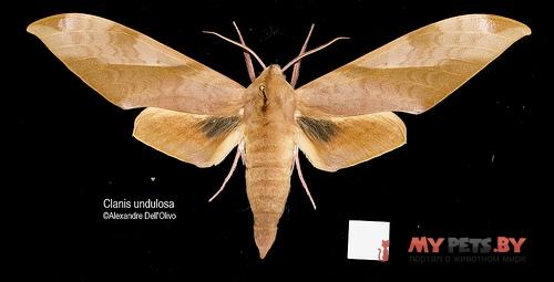 Clanis undulosa
