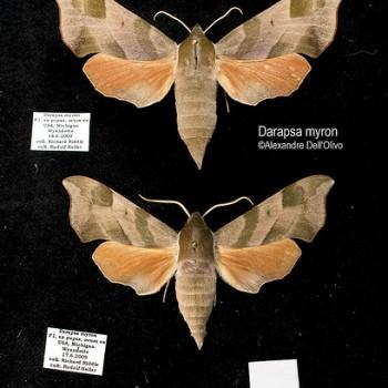 Darapsa myron