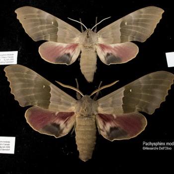 Pachysphinx modesta