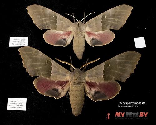 Pachysphinx modesta