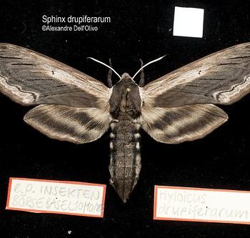 Sphinx drupiferarum