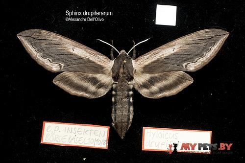 Sphinx drupiferarum
