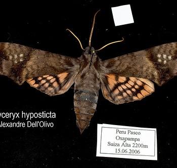 Nyceryx hyposticta