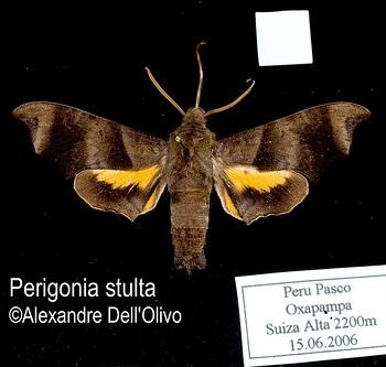 Perigonia stulta