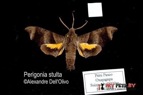 Perigonia stulta