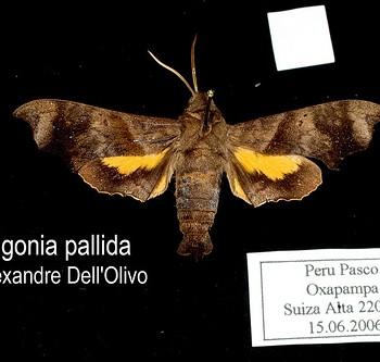 Perigonia pallida