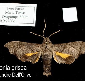 Perigonia grisea