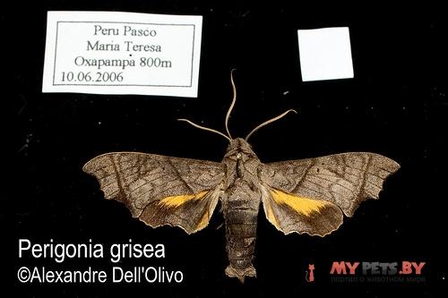 Perigonia grisea
