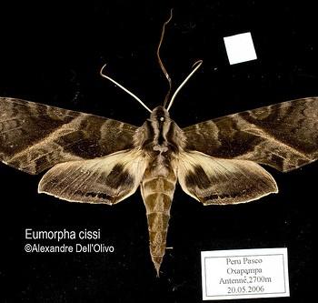 Eumorpha cissi