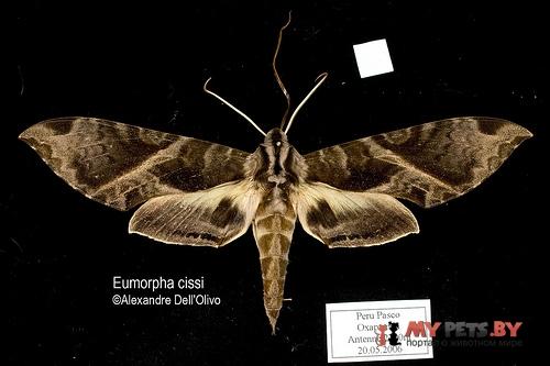 Eumorpha cissi