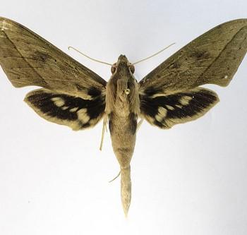 Xylophanes anubus