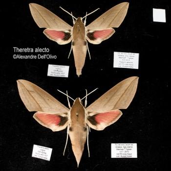 Theretra alecto