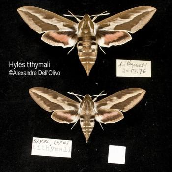 Hyles tithymali