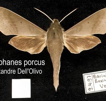 Xylophanes porcus
