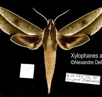 Xylophanes amadis